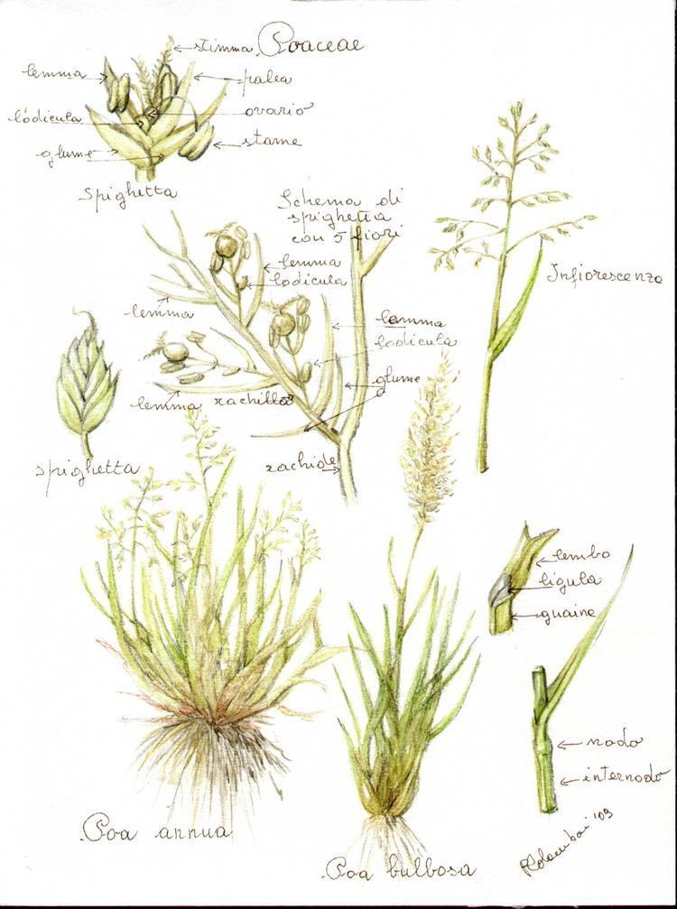 Different types of Poaceae plants