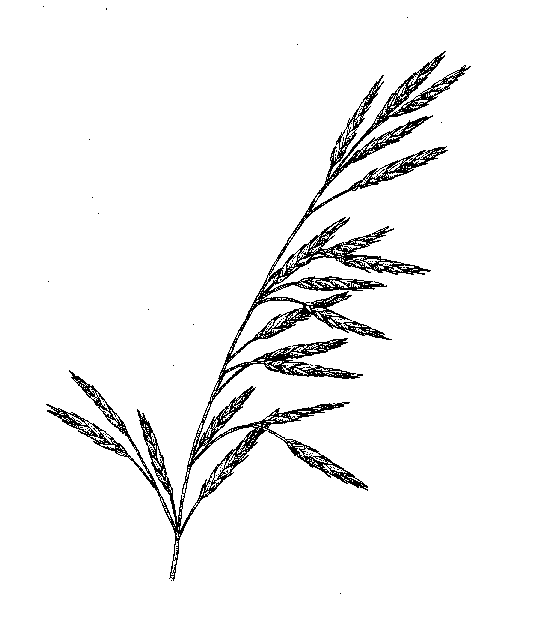 A sketch of Poaceae