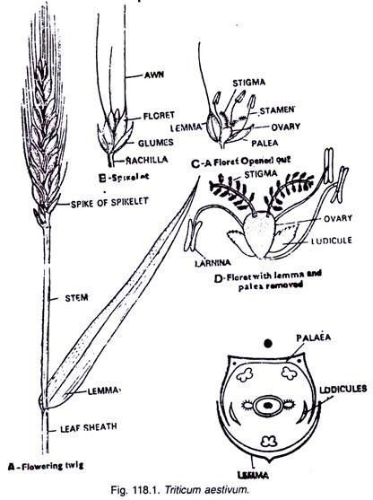 A cladogram shows subfamilies and approximate species numbers in brackets