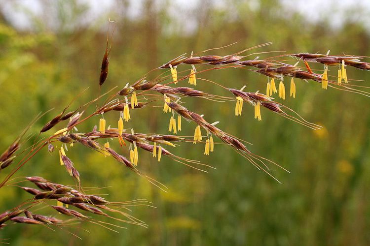 A Poaceae grass family