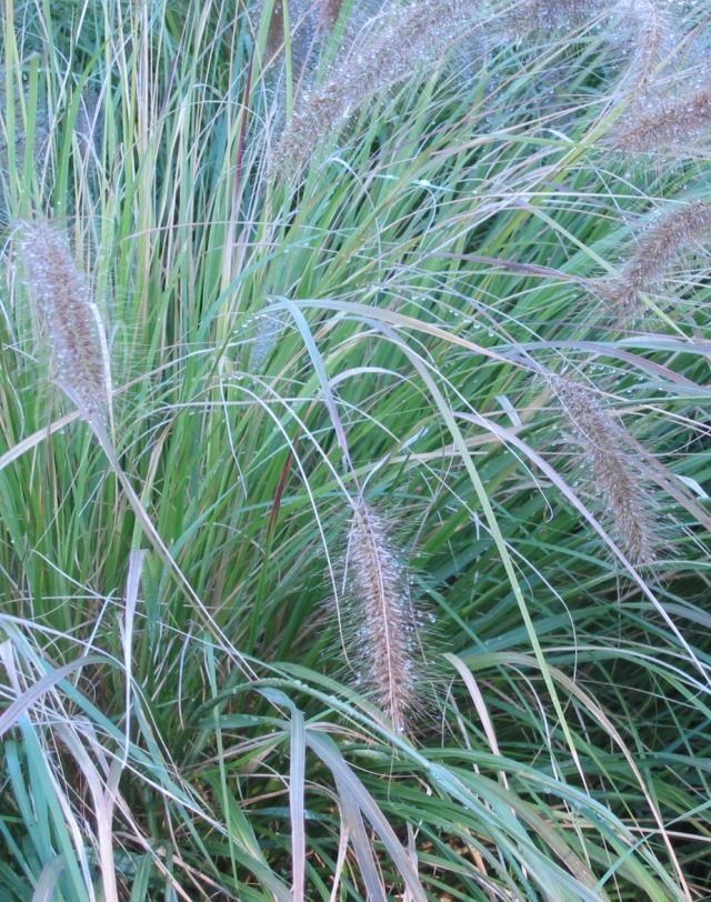 A large grass of the Poaceae family