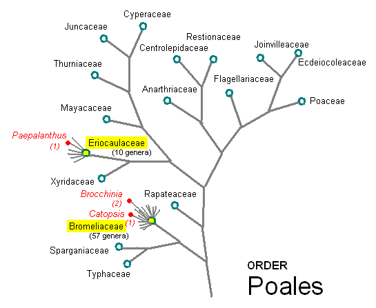 Poales Classification Carnivorous Plant by Makoto Honda