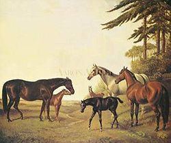 Pocahontas (horse) httpsuploadwikimediaorgwikipediacommonsthu