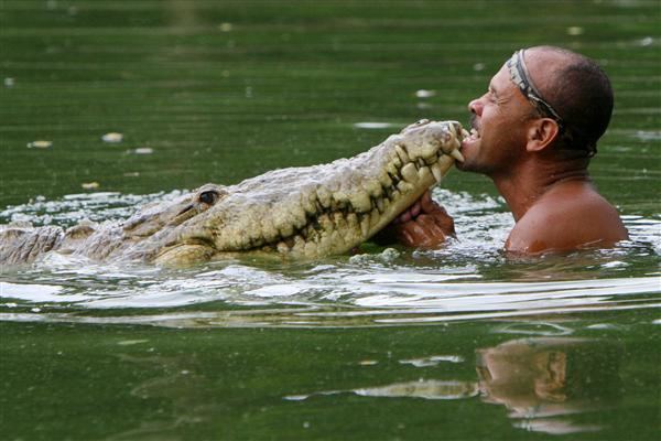 Pocho (crocodile) Pocho is dead but his legend lives on The Tico Times