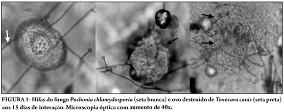 Pochonia Destruction of Toxocara canis eggs by the nematophagous fungus