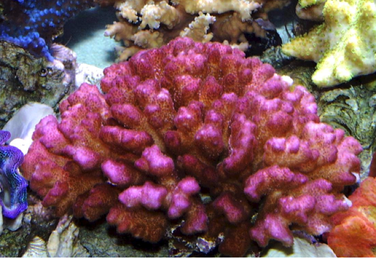 Pocillopora damicornis Pocillopora damicornis for the Nano Reef REEF2REEF Saltwater and