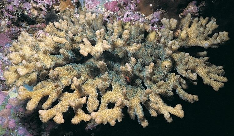 Pocillopora damicornis Pocillopora damicornis Corals of the World Photos maps and