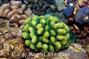 Pocillopora meandrina Cauliflower Coral Pocillopora meandrina