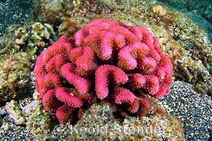 Pocillopora meandrina Cauliflower Coral Pocillopora meandrina