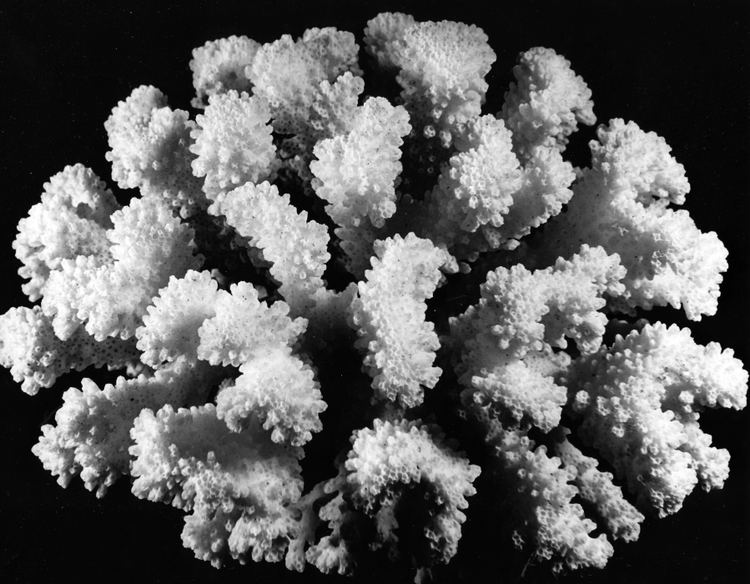 Pocillopora meandrina commondatastoragegoogleapiscomaimscoralimages