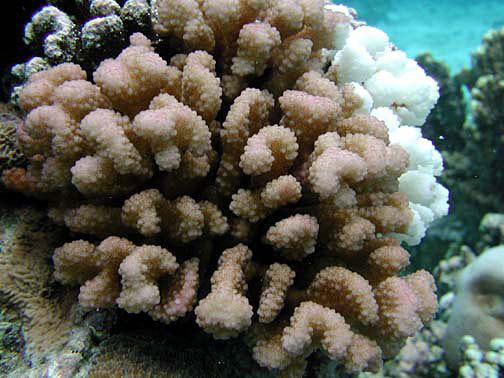 Pocillopora verrucosa Pocillopora verrucosa Corals of War In The Pacific National
