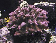 Pocillopora verrucosa httpsuploadwikimediaorgwikipediacommonsthu