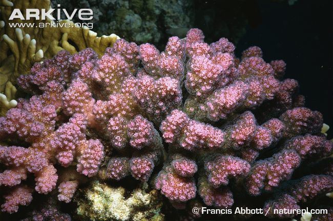 Pocillopora verrucosa Cauliflower coral videos photos and facts Pocillopora verrucosa