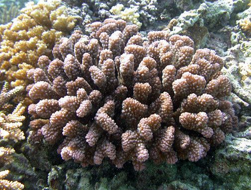 Pocillopora verrucosa Pocillopora verrucosa Corals of National Park of American Samoa