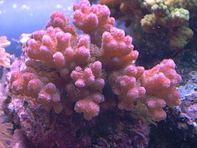 Pocillopora verrucosa Pocillopora verrucosa Melev39s Reef Inc