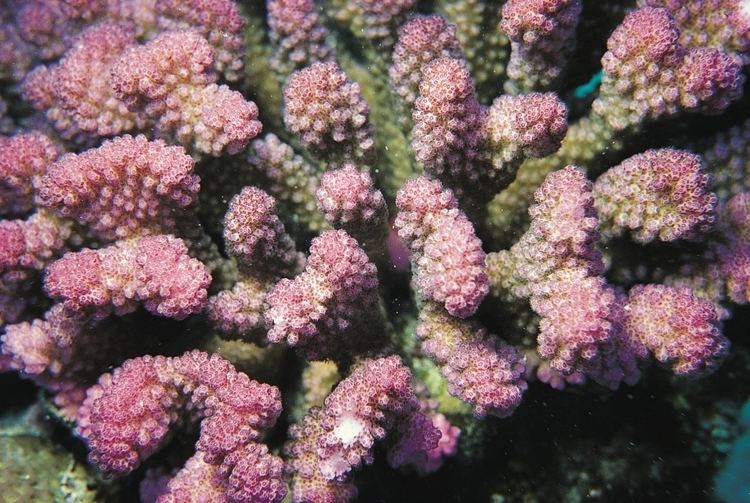 Pocillopora verrucosa Pocillopora verrucosa Corals of the World Photos maps and