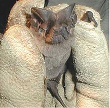 Pocketed free-tailed bat httpsuploadwikimediaorgwikipediacommonsthu