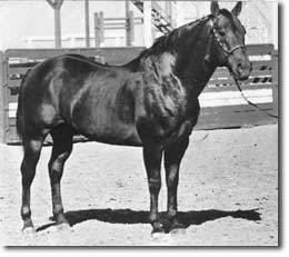 Poco Bueno Inherited Quarter Horse Disease Traces To Poco Bueno TheHorsecom