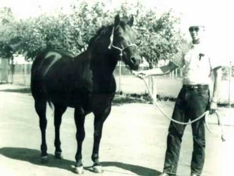Poco Bueno RDVideo Poco Bueno Quarter Horse stallion 19441969 YouTube