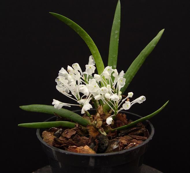 Podangis Podangis dactyloceras presented by Orchids Limited