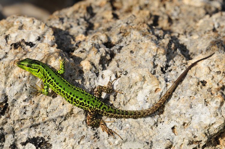 Podarcis Sicilian wall lizard Wikipedia