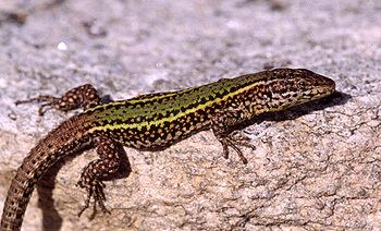 Podarcis Podarcis bocagei The Reptile Database