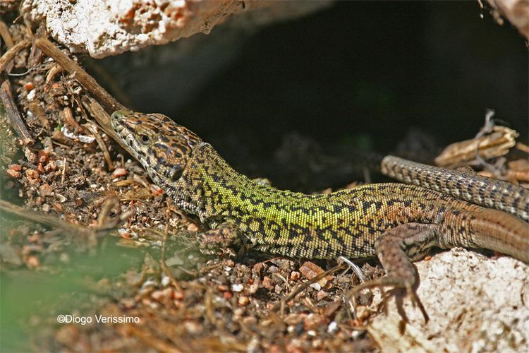 Podarcis carbonelli CalPhotos Podarcis carbonelli berlenguensis Wall Lizard