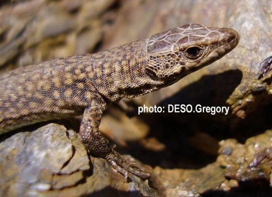 Podarcis Podarcis hispanicus The Reptile Database