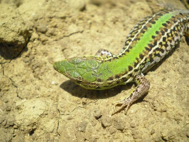 Podarcis tauricus TrekNature Podarcis tauricus Photo