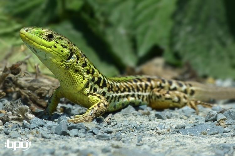 Podarcis tauricus bpo natura Podarcis tauricus Balkan Wall Lizard