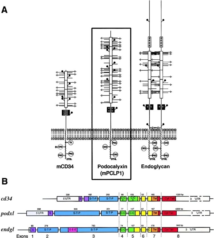 Podocalyxin Protein structure and genomic organization of podocalyxin and the