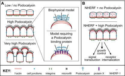 Podocalyxin Model of Podocalyxin39s functionsA Cells expressing l Openi