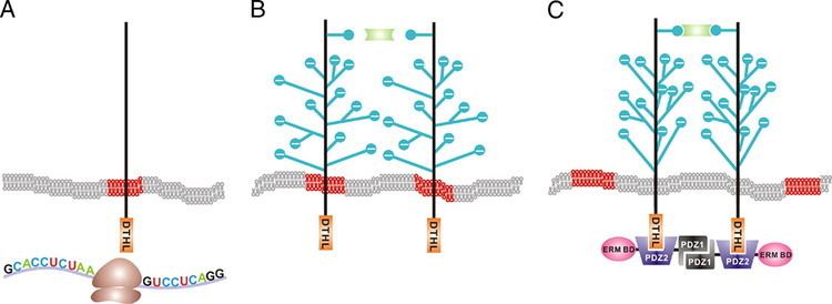 Podocalyxin A Bipartite Signal Regulates the Faithful Delivery of Apical Domain