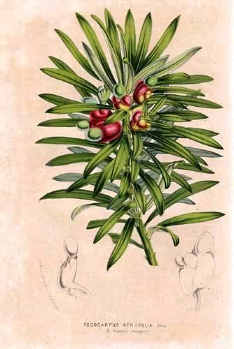 Podocarpaceae Alchetron The Free Social Encyclopedia