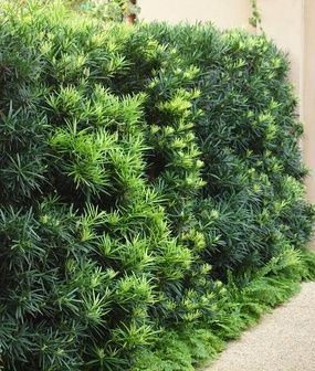 Podocarpus podocarpus macrophyllus maki Great choice for a privacy hedge