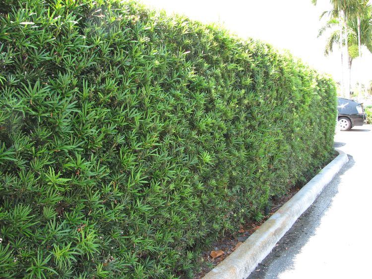 Podocarpus podocarpus macrophyllus maki hedge Google Search Backyard