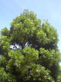Podocarpus httpsuploadwikimediaorgwikipediacommonsthu