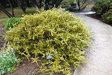 Podocarpus acutifolius httpsuploadwikimediaorgwikipediacommonsthu