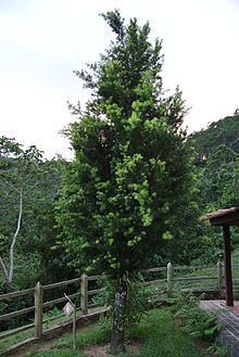 Podocarpus angustifolius httpsuploadwikimediaorgwikipediacommonsthu