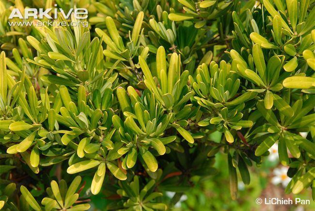 Podocarpus costalis Podocarpus photo Podocarpus costalis G73648 ARKive