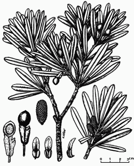 Podocarpus costalis Podocarpus costalis description