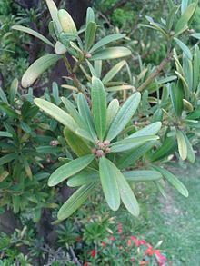 Podocarpus costalis httpsuploadwikimediaorgwikipediacommonsthu
