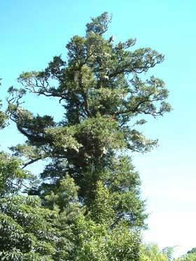 Podocarpus cunninghamii Podocarpus laetus New Zealand Plant Conservation Network