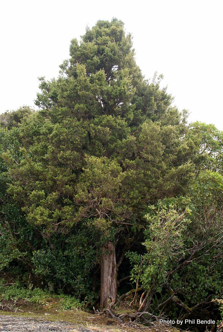 Podocarpus cunninghamii TERRAIN Taranaki Educational Resource Research Analysis