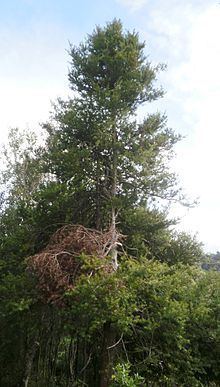 Podocarpus cunninghamii httpsuploadwikimediaorgwikipediacommonsthu