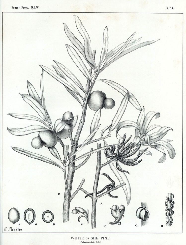 Podocarpus elatus httpsuploadwikimediaorgwikipediacommons88