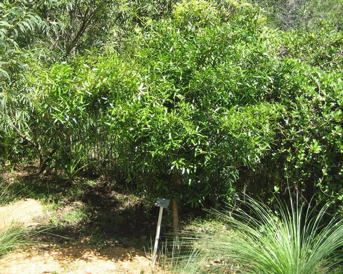 Podocarpus elatus GardensOnline Podocarpus elatus