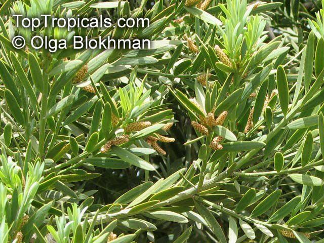 Podocarpus elongatus Podocarpus elongatus Breede River Yellowwood TopTropicalscom