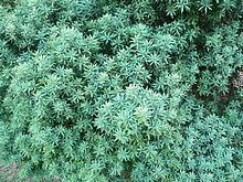 Podocarpus elongatus httpsuploadwikimediaorgwikipediacommonsthu