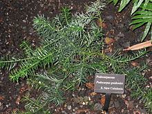 Podocarpus gnidioides httpsuploadwikimediaorgwikipediacommonsthu